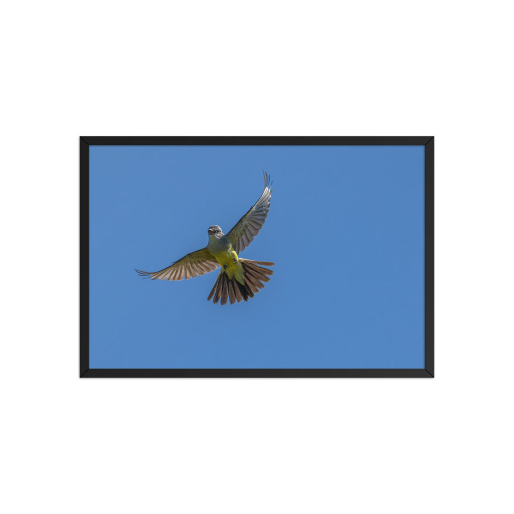 Western Kingbird Hovering Blue Sky! Framed poster