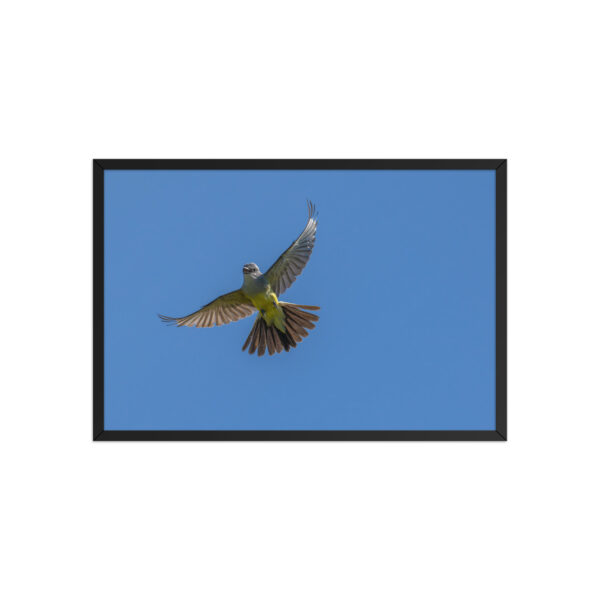 Western Kingbird Hovering Blue Sky! Framed poster