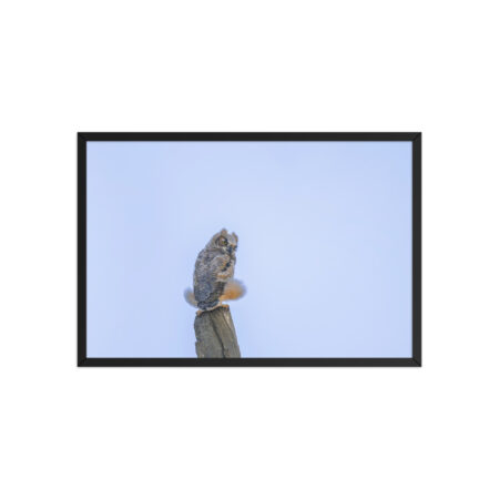 Baby Great Horned Owl! Framed poster Mat