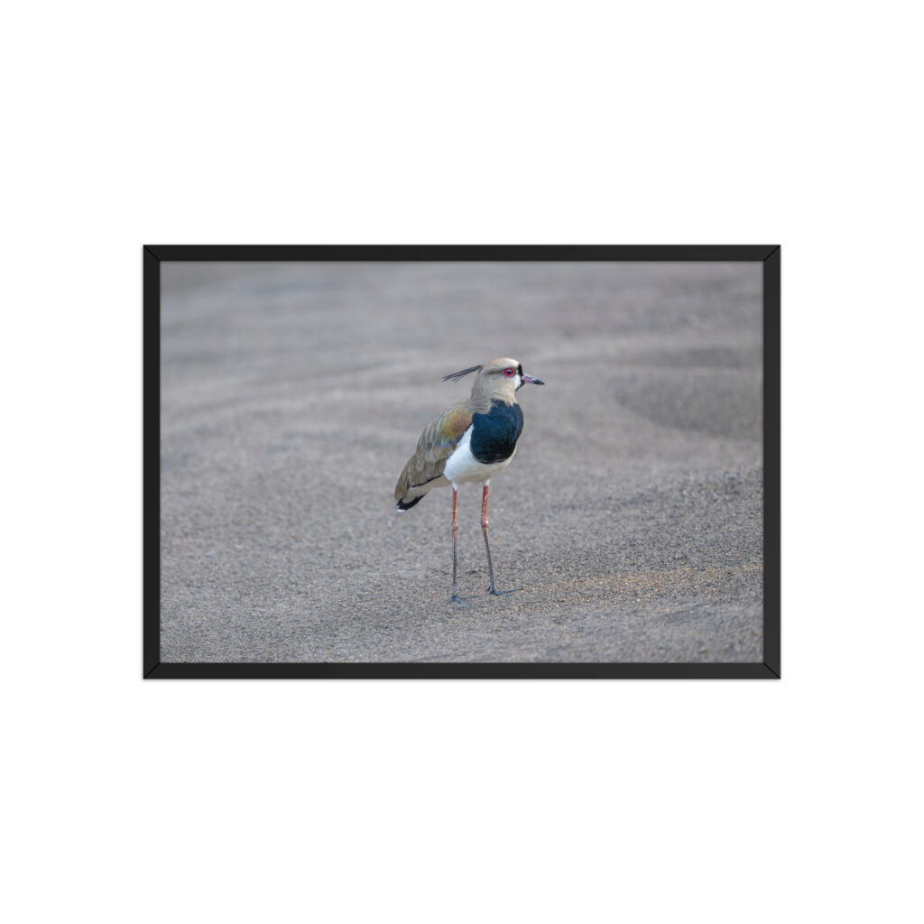 Southern lapwing! Framed poster
