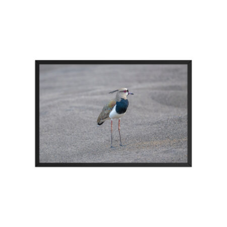 Southern lapwing! Framed poster