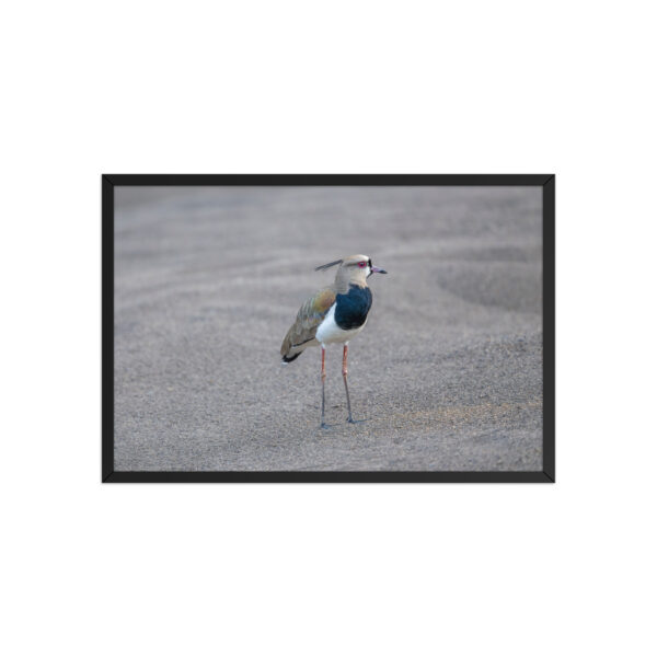 Southern lapwing! Framed poster