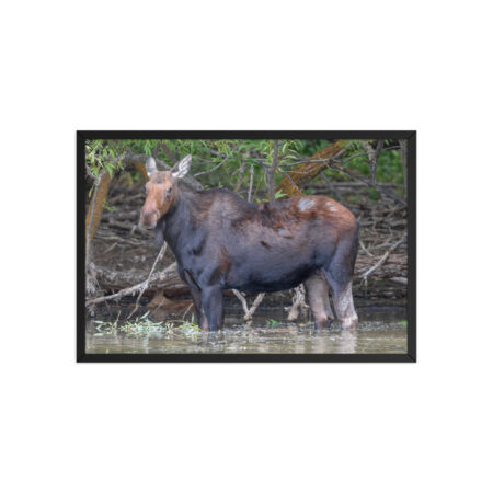 Portrait of a Mama Moose! Framed poster