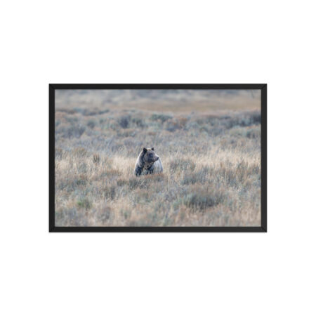 Grizzly bear! Framed poster