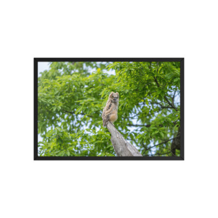 Baby Great horned owl! Framed poster