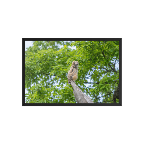 Baby Great horned owl! Framed poster