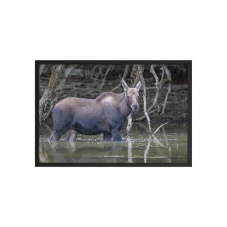 Baby Moose! Framed poster