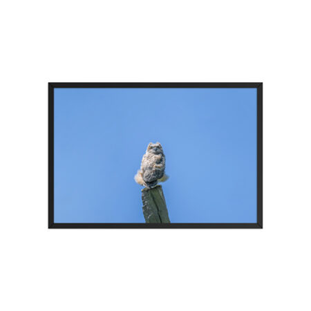 Baby Great horned owl! Framed poster