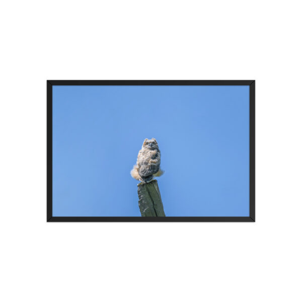 Baby Great horned owl! Framed poster