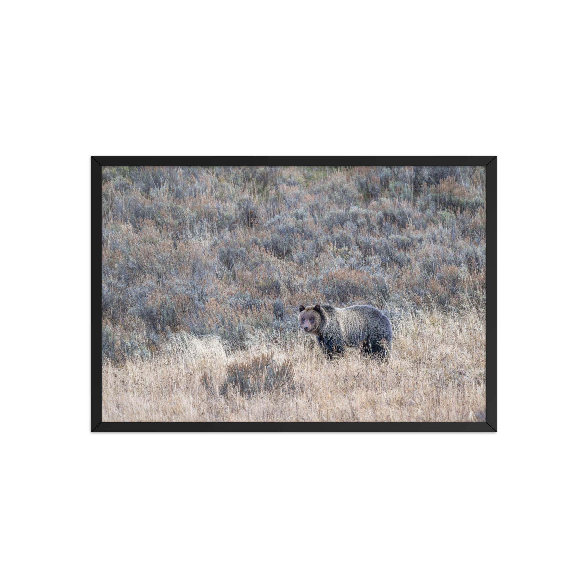 Grizzly bear! Framed poster