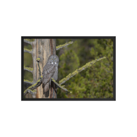 Great Grey Owl Basking in the Sun! Framed poster