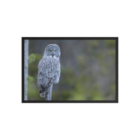Great Grey Owl! Framed poster