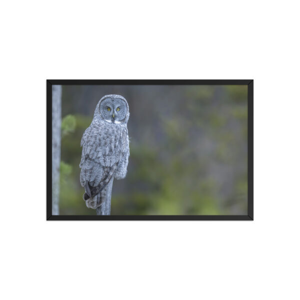 Great Grey Owl! Framed poster
