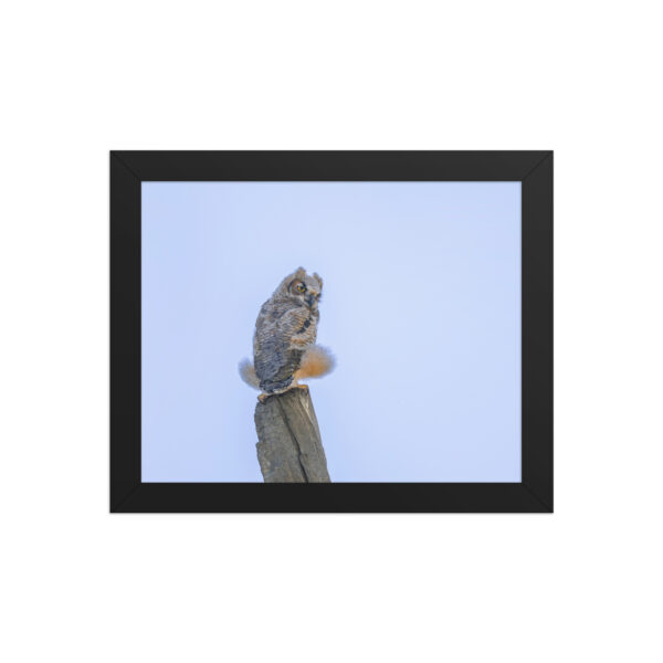 Baby Great Horned Owl! Framed poster Mat - Image 2