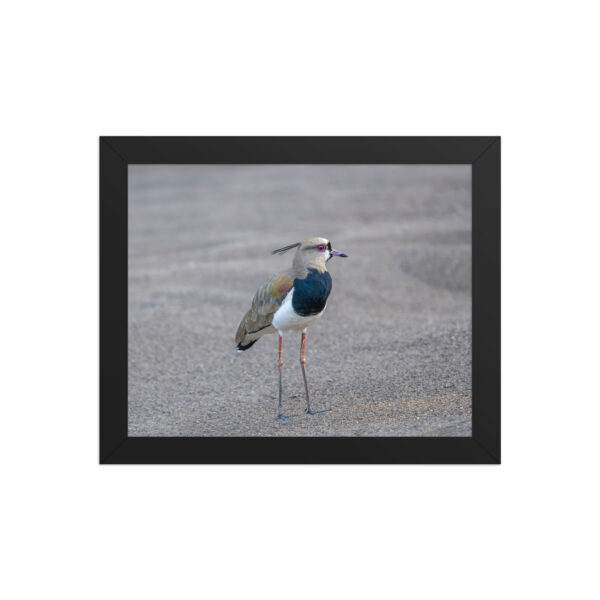 Southern lapwing! Framed poster - Image 2