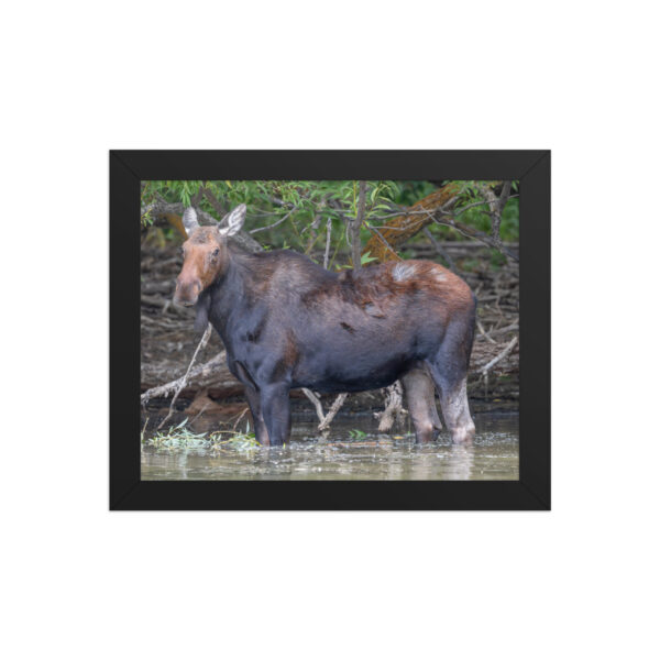 Portrait of a Mama Moose! Framed poster - Image 2