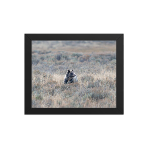 Grizzly bear! Framed poster - Image 2