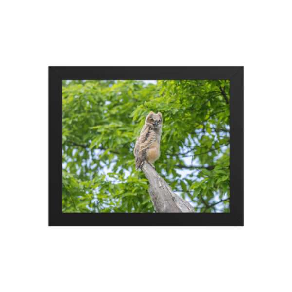 Baby Great horned owl! Framed poster - Image 2