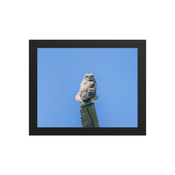 Baby Great horned owl! Framed poster - Image 2