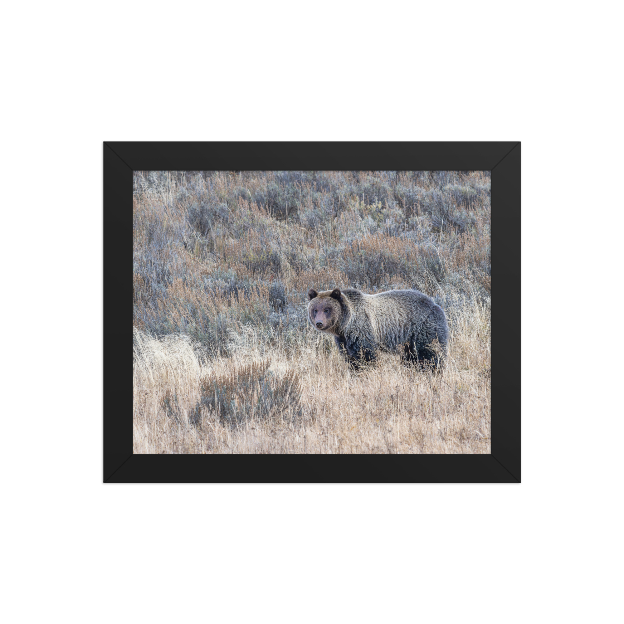Grizzly bear! Framed poster - Image 2