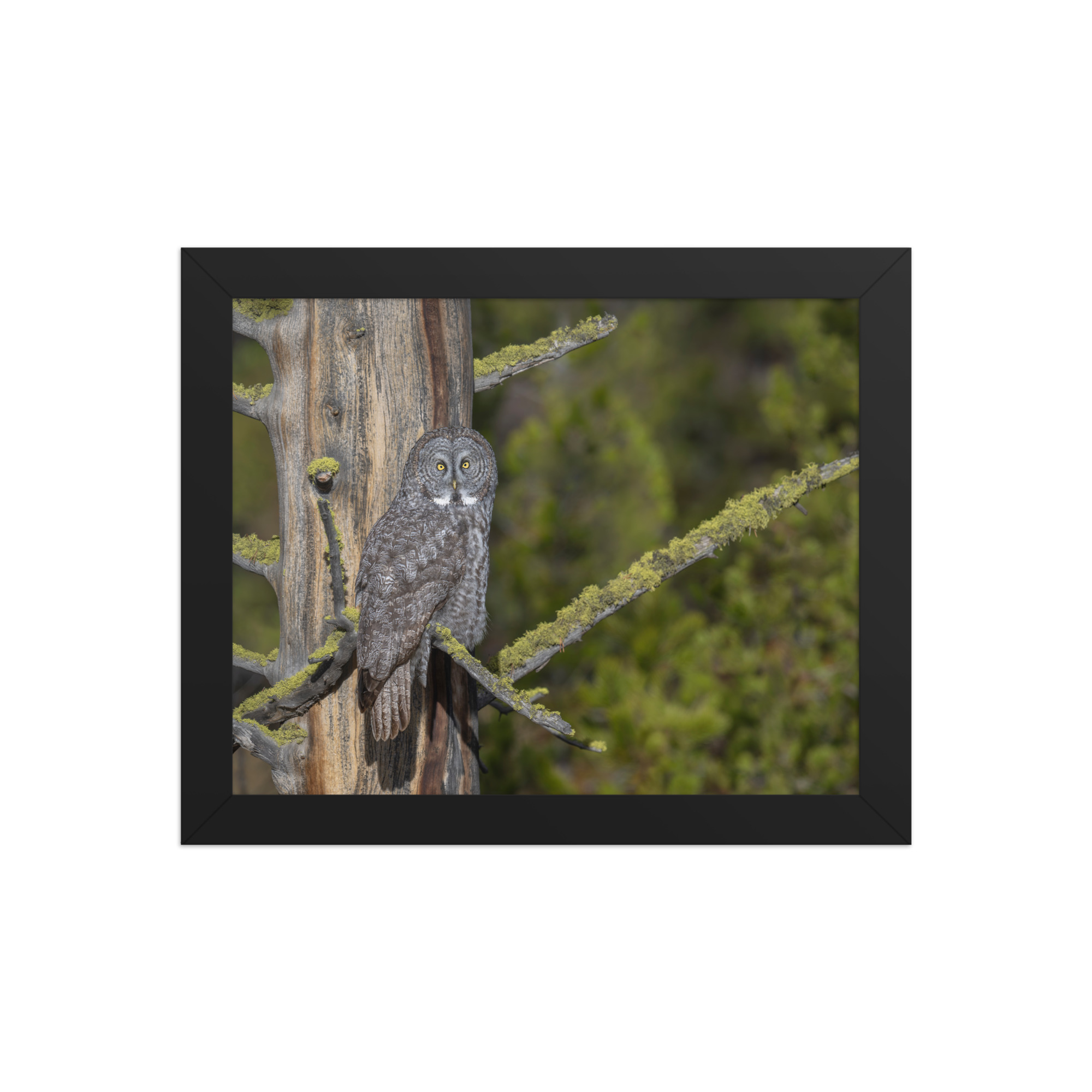 Great Grey Owl Basking in the Sun! Framed poster - Image 2