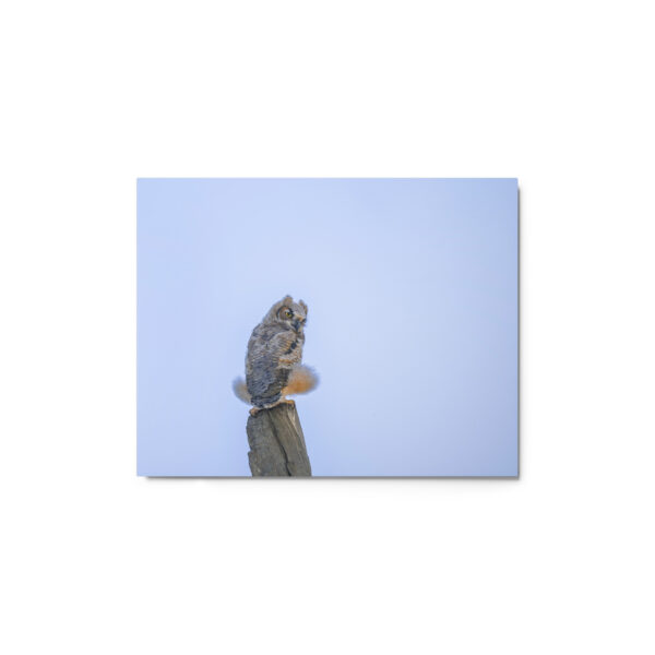 Baby Great Horned Owl! Metal prints - Image 2