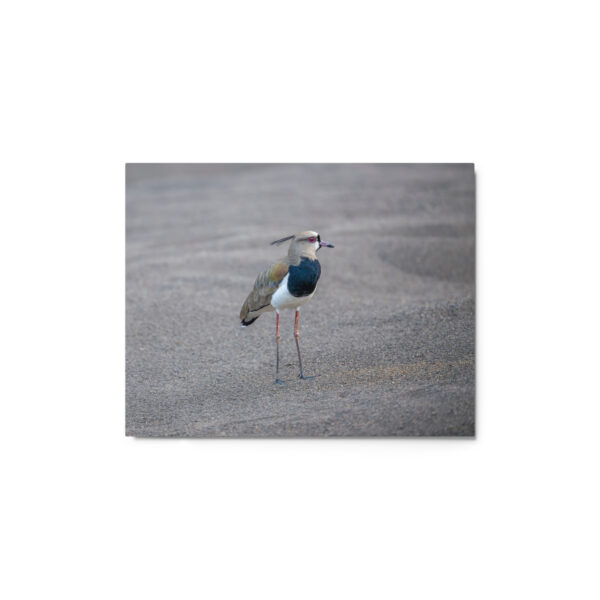 Southern lapwing! Metal prints - Image 2