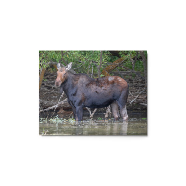 Portrait of a Mama Moose! Metal prints - Image 2