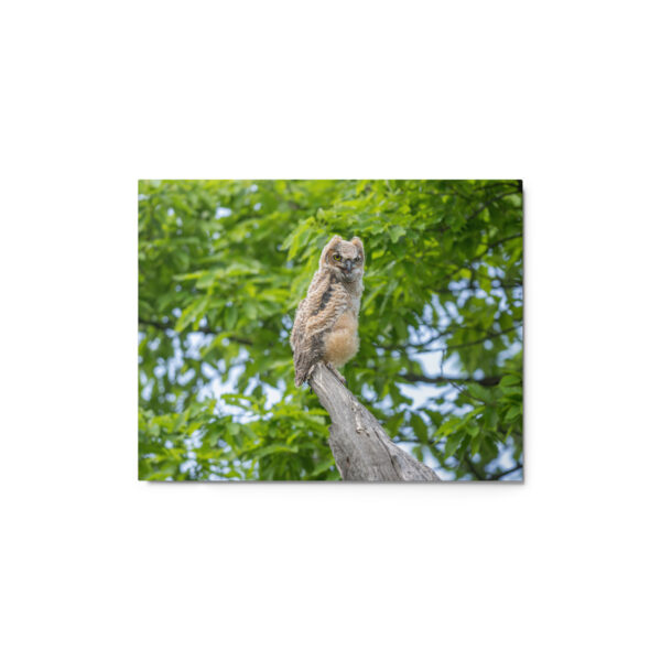 Baby Great horned owl! Metal prints - Image 2