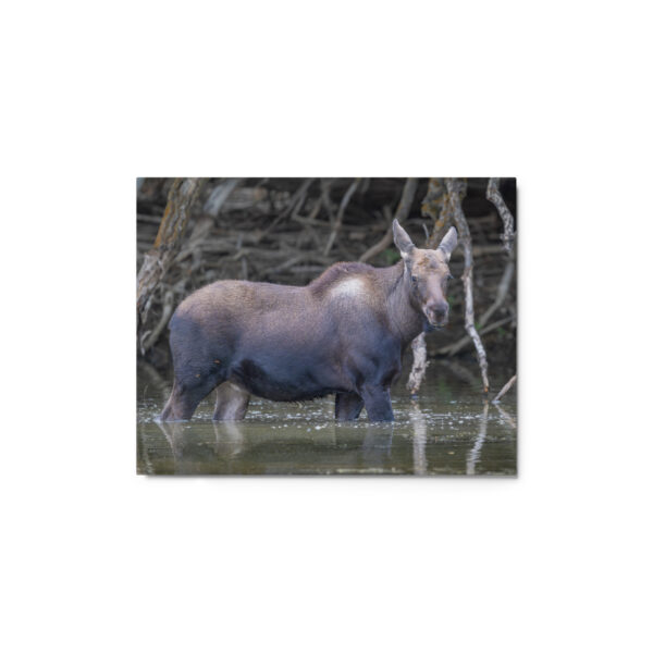 Baby Moose! Metal prints - Image 2