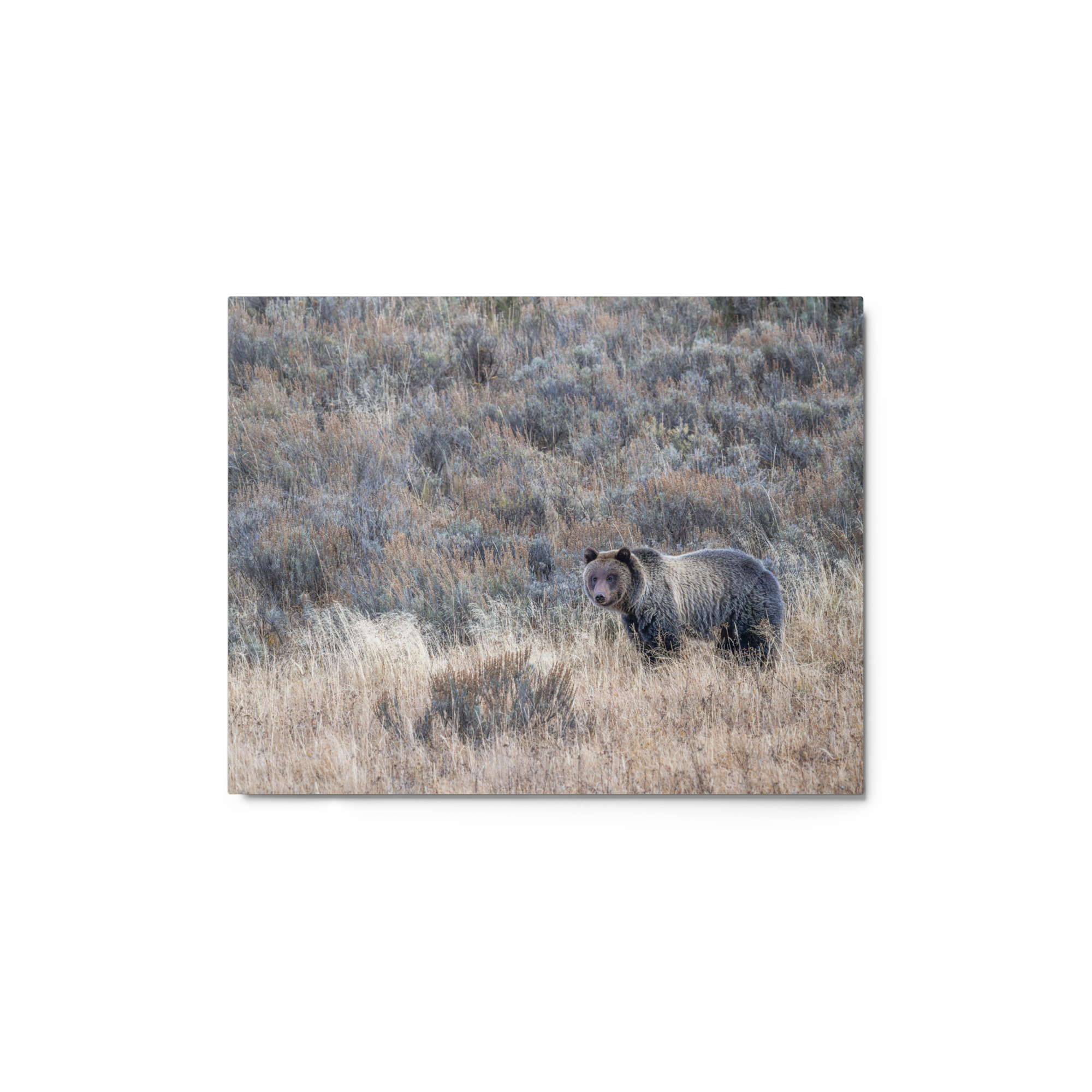 Grizzly bear! Metal prints - Image 2