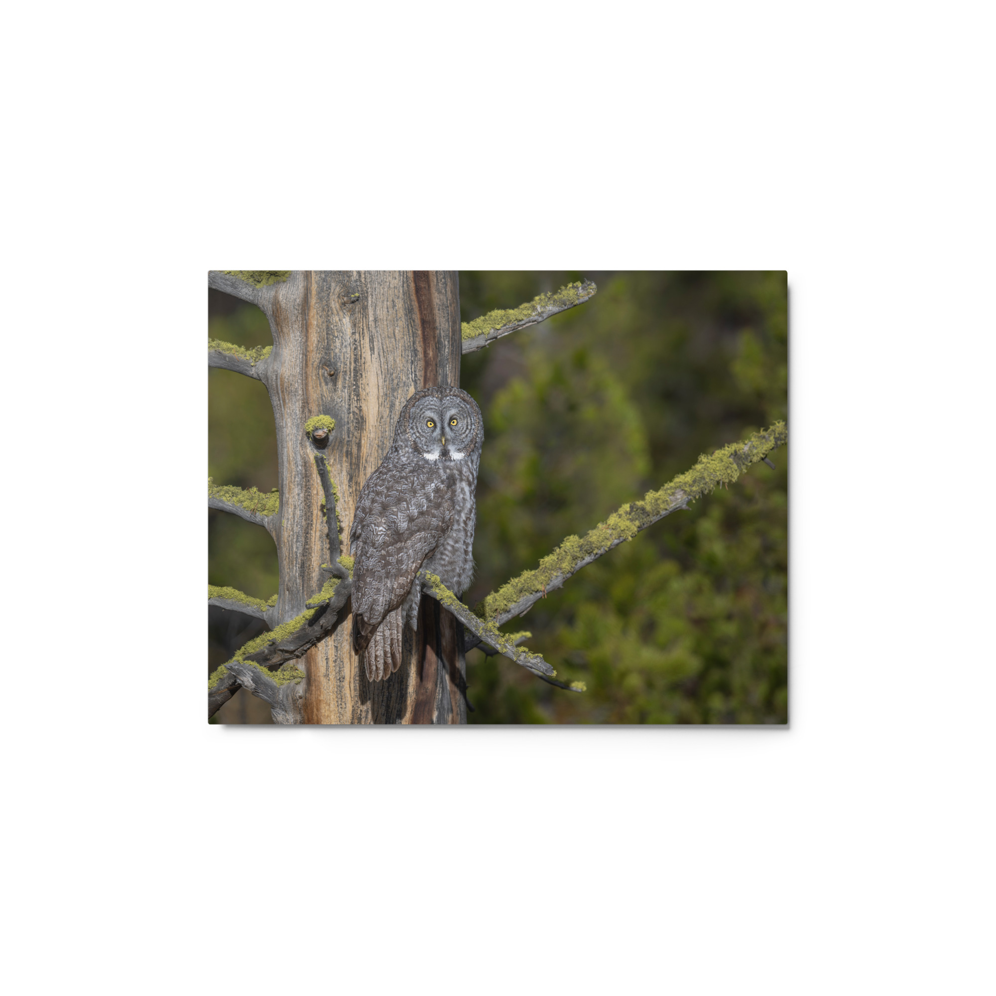 Great Grey Owl Basking in the Sun! Metal prints - Image 2