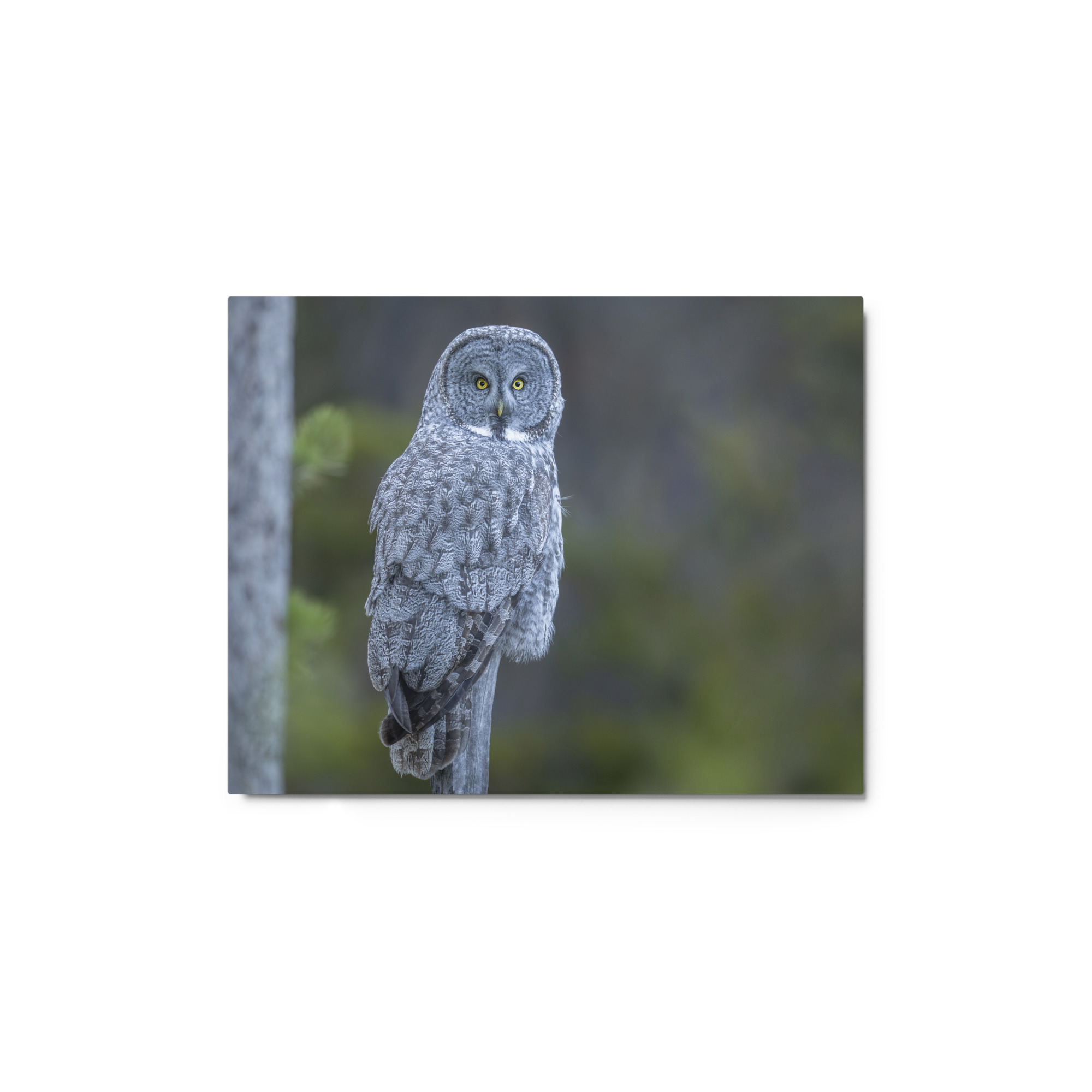 Great Grey Owl! Metal prints - Image 3