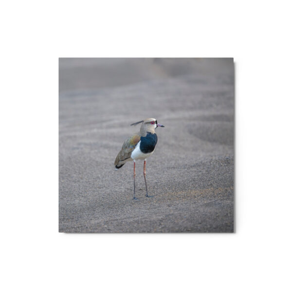 Southern lapwing! Metal prints - Image 3