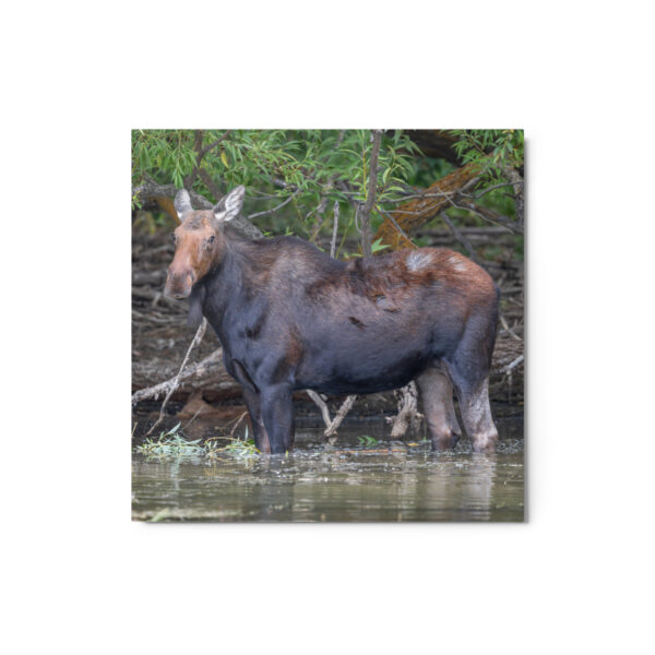 Portrait of a Mama Moose! Metal prints - Image 3