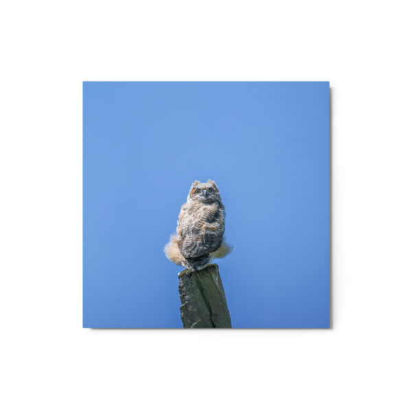 Baby Great horned owl! Metal prints - Image 3