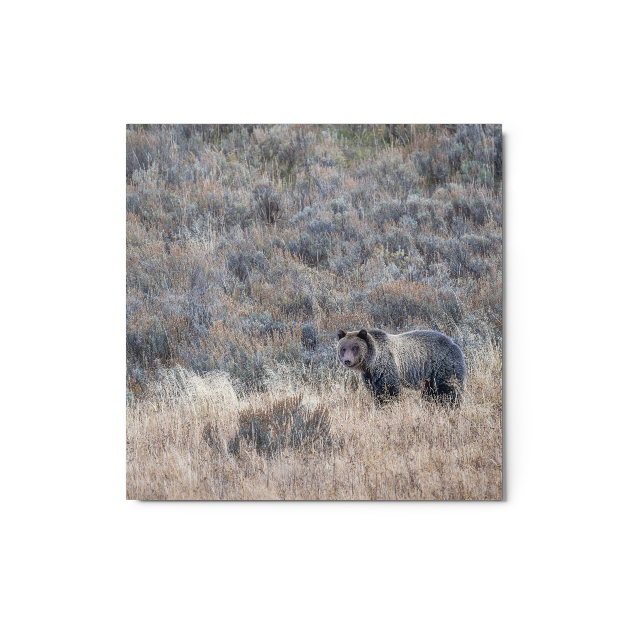 Grizzly bear! Metal prints - Image 3