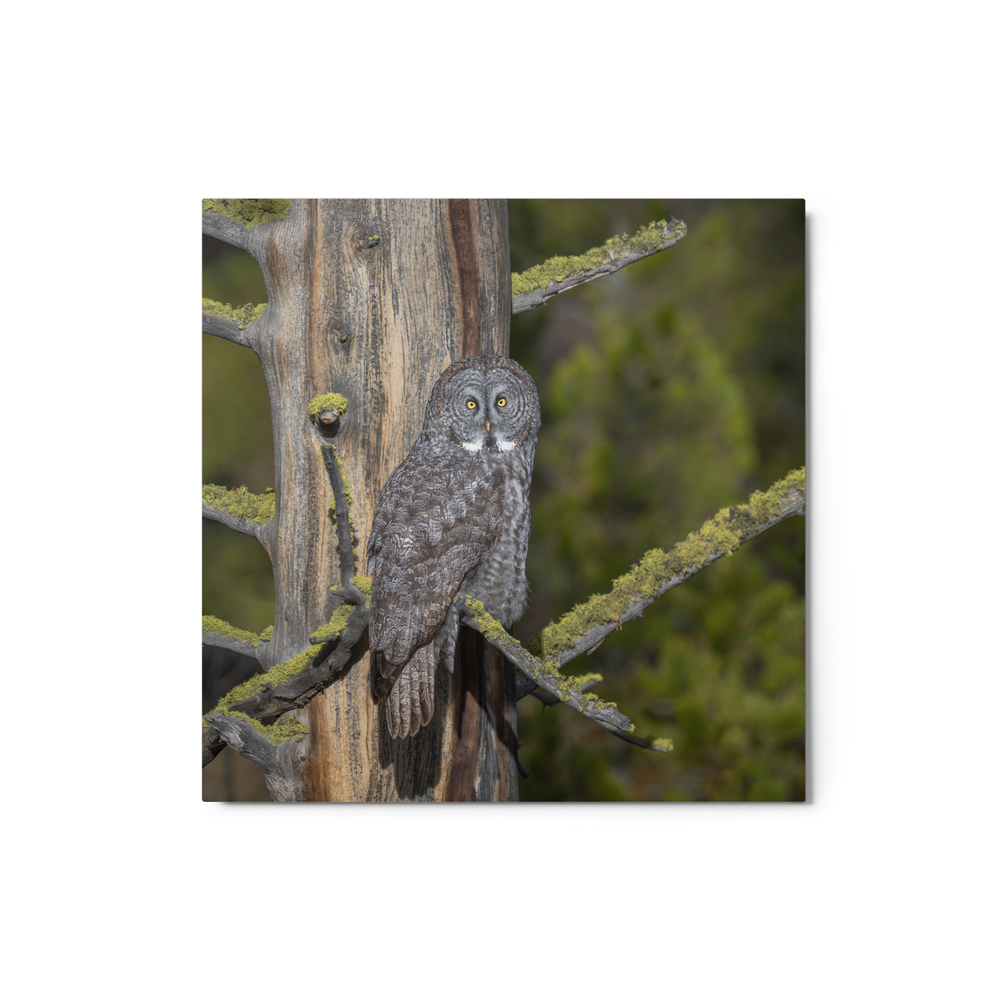 Great Grey Owl Basking in the Sun! Metal prints - Image 3