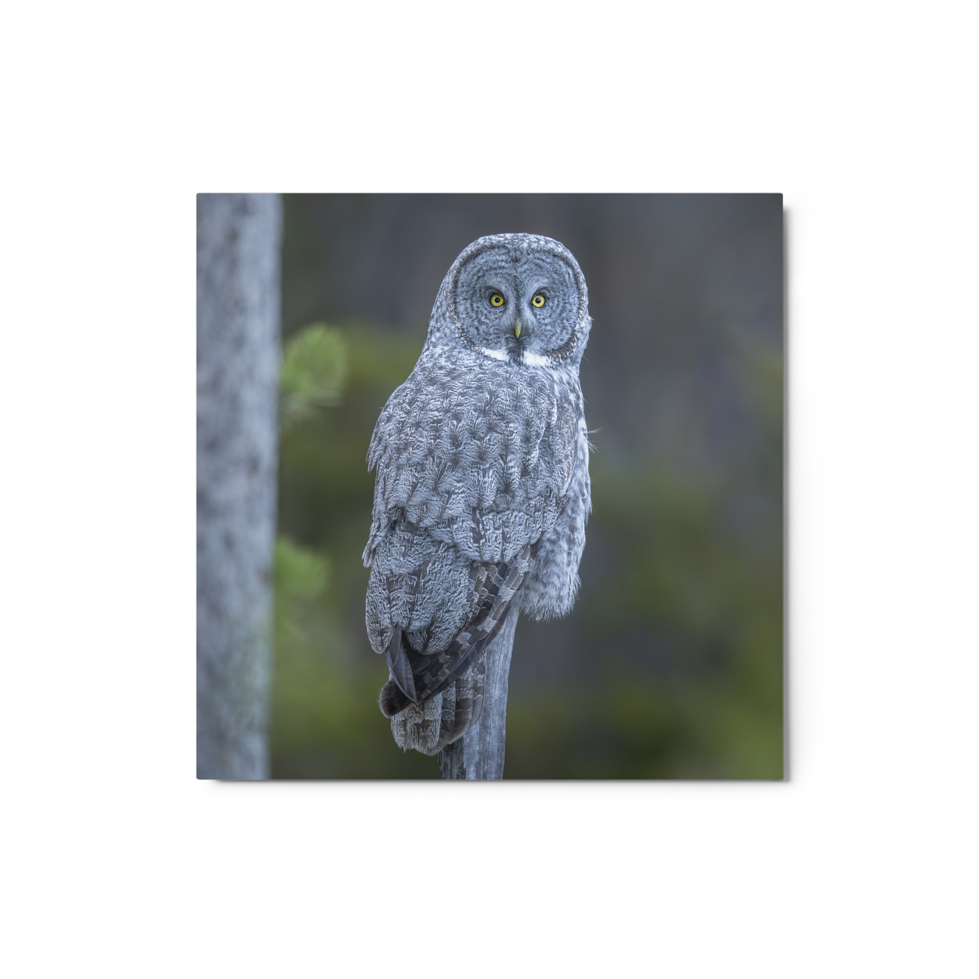 Great Grey Owl! Metal prints - Image 4
