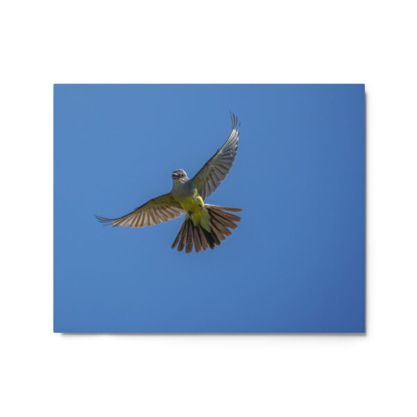 Western Kingbird Hovering Blue Sky! Metal prints - Image 4
