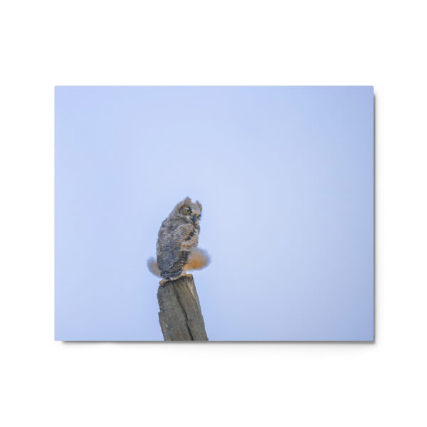 Baby Great Horned Owl! Metal prints - Image 4