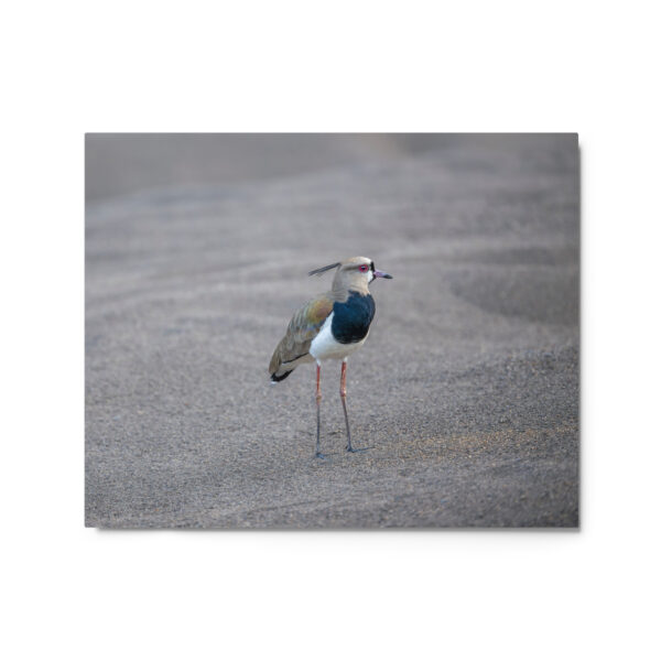 Southern lapwing! Metal prints - Image 4
