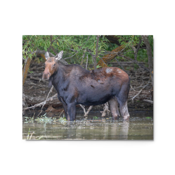 Portrait of a Mama Moose! Metal prints - Image 4
