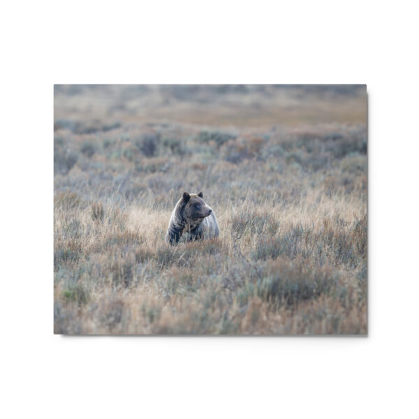 Grizzly bear! Metal prints - Image 4