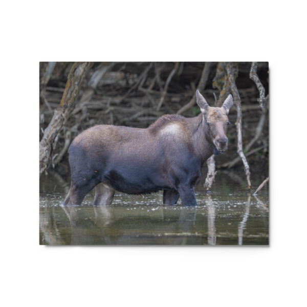 Baby Moose! Metal prints - Image 4