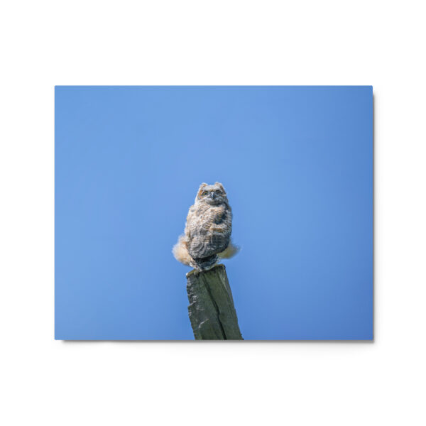 Baby Great horned owl! Metal prints - Image 4