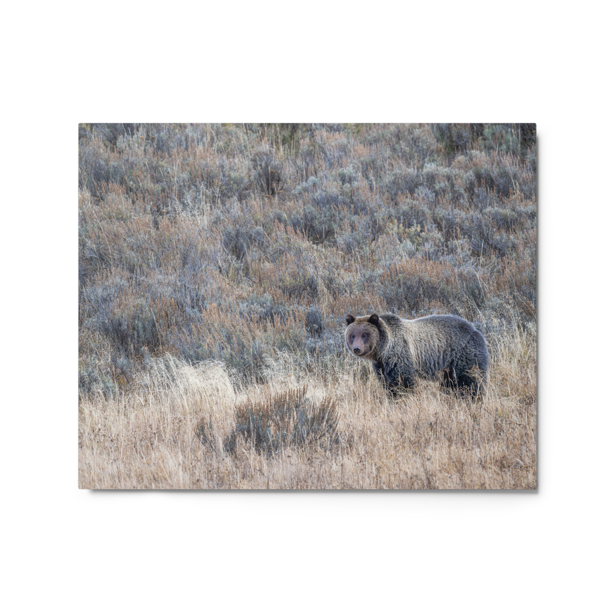 Grizzly bear! Metal prints - Image 4