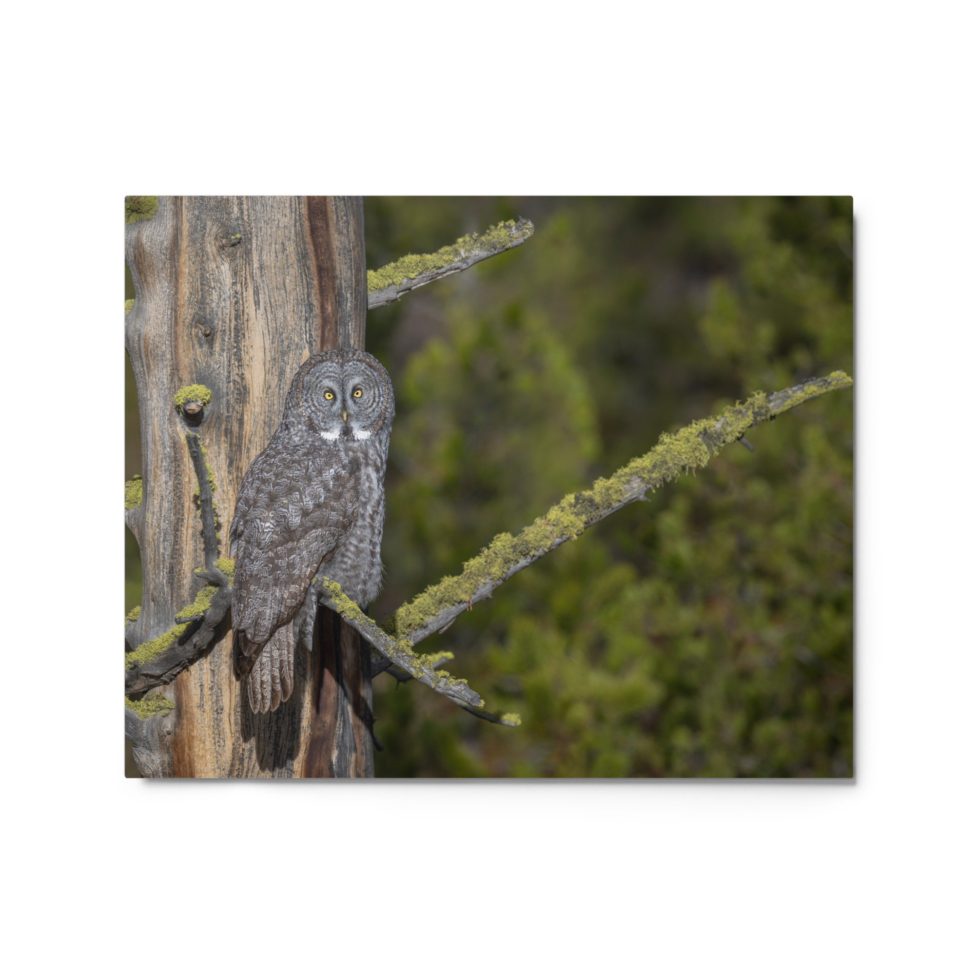 Great Grey Owl Basking in the Sun! Metal prints - Image 4