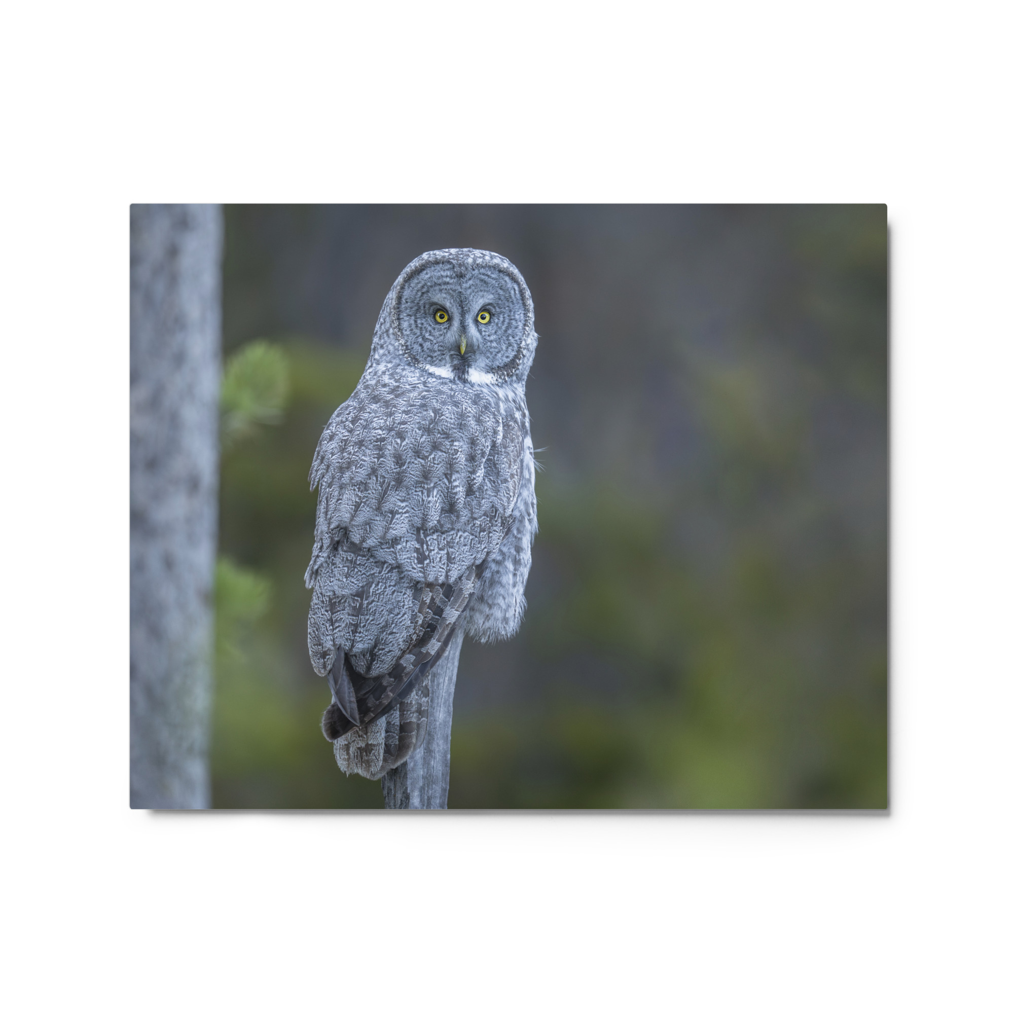 Great Grey Owl! Metal prints