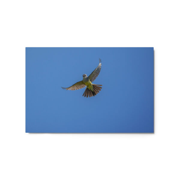 Western Kingbird Hovering Blue Sky! Metal prints - Image 5